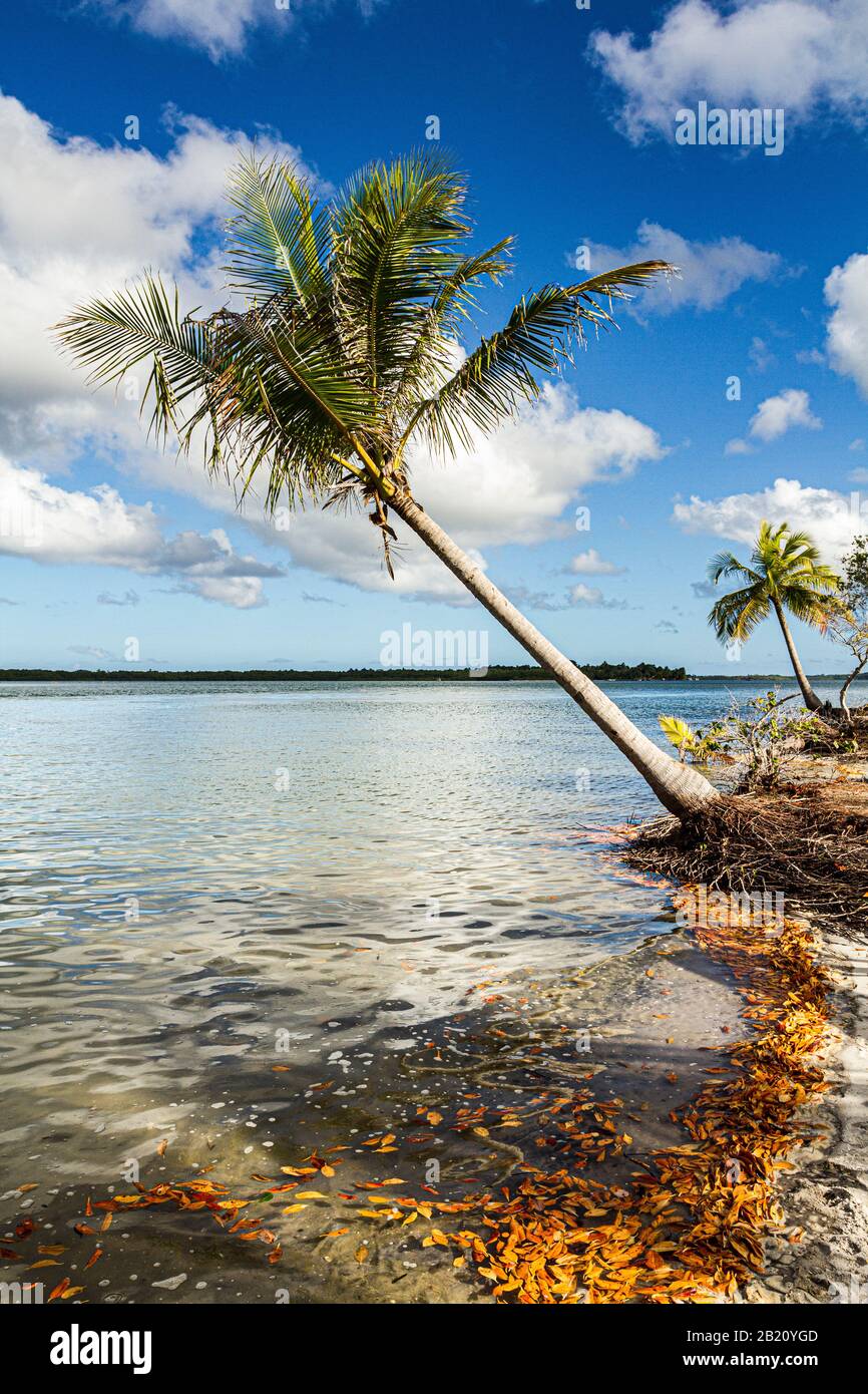 Coconut palm tree on a tropical beach at Goio Island, at Camamu Bay. Marau, Bahia, Brazil. Stock Photo