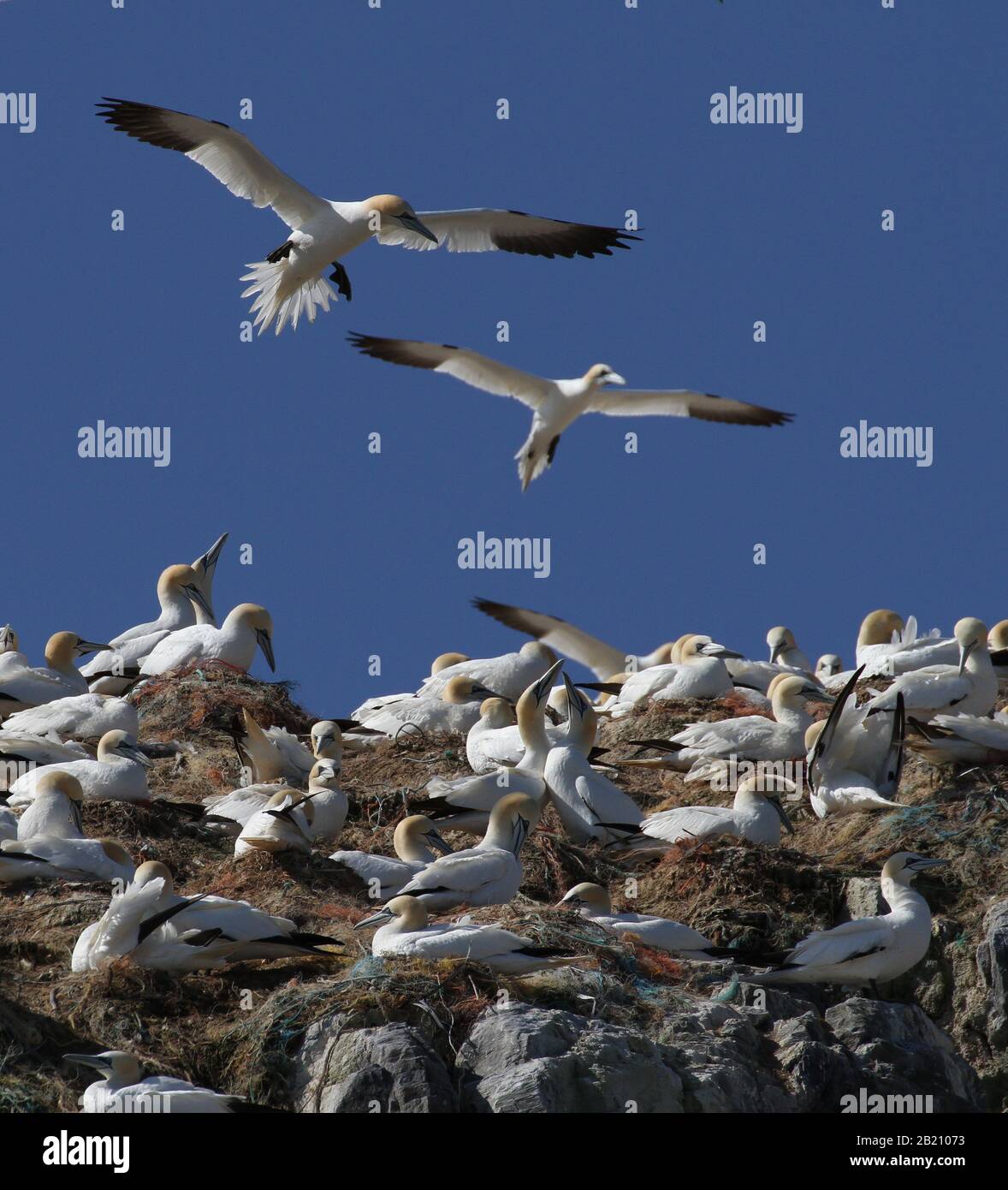 A Collection Of Gannets, Morus bassanus, Nesting On Nests Made Of Different Types Of Plastic Including Ropes, Discarded Fishing Nets. Grassholme UK Stock Photo