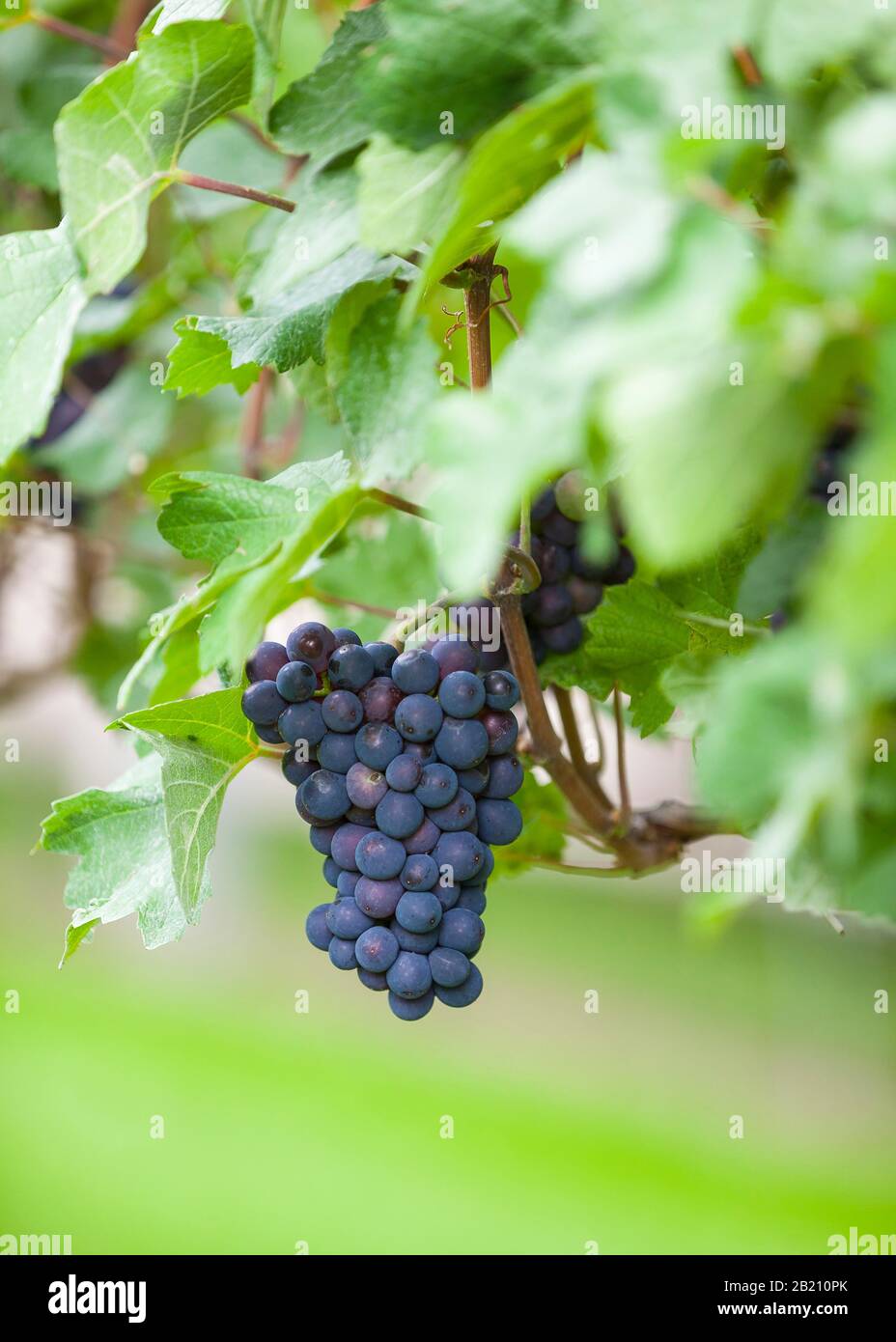 Grape of the variety Regent, Saxony, Germany Stock Photo Alamy