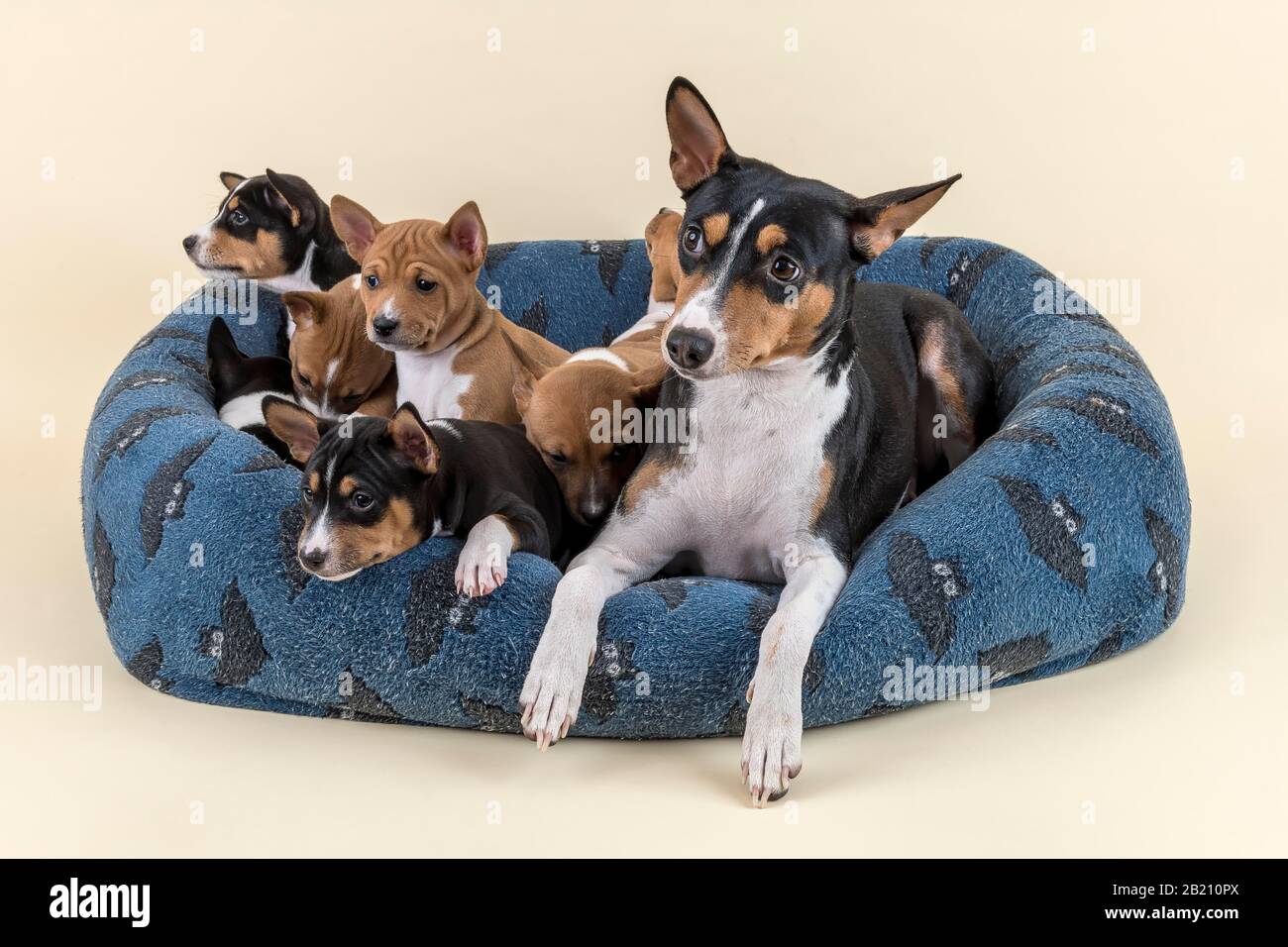 Basenji or Congo Terrier (Canis lupus familiaris), adult animal with puppies, lying in dog bed, studio shot, light background, Austria Stock Photo