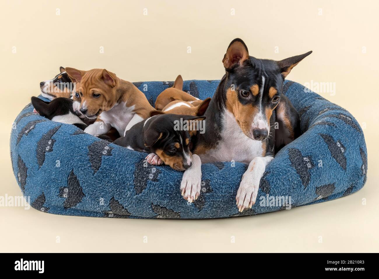 Basenji or Congo Terrier (Canis lupus familiaris), adult animal with puppies, lying in dog bed, studio shot, light background, Austria Stock Photo