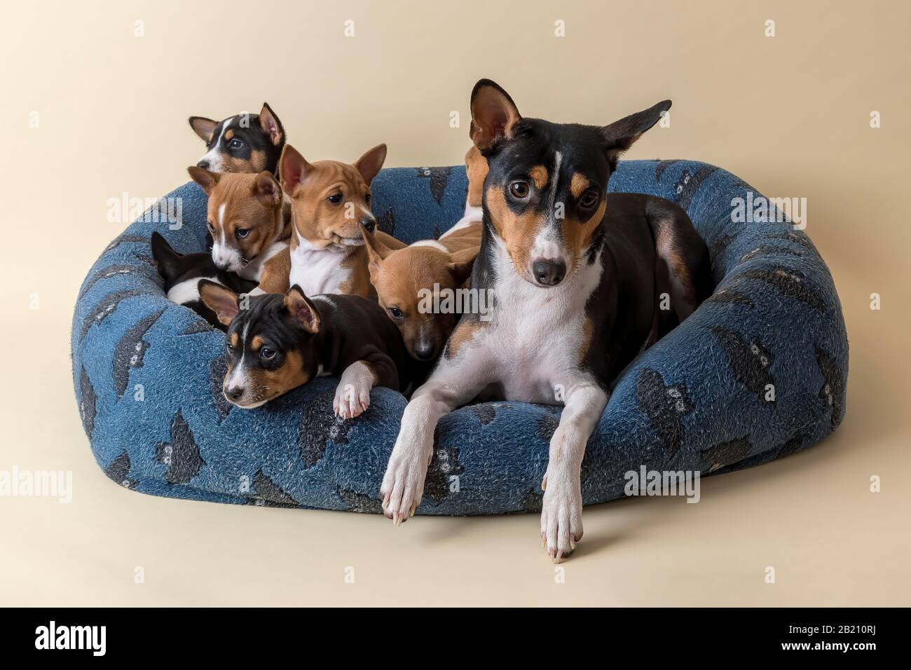 Basenji or Congo Terrier (Canis lupus familiaris), adult animal with puppies, lying in dog bed, studio shot, light background, Austria Stock Photo