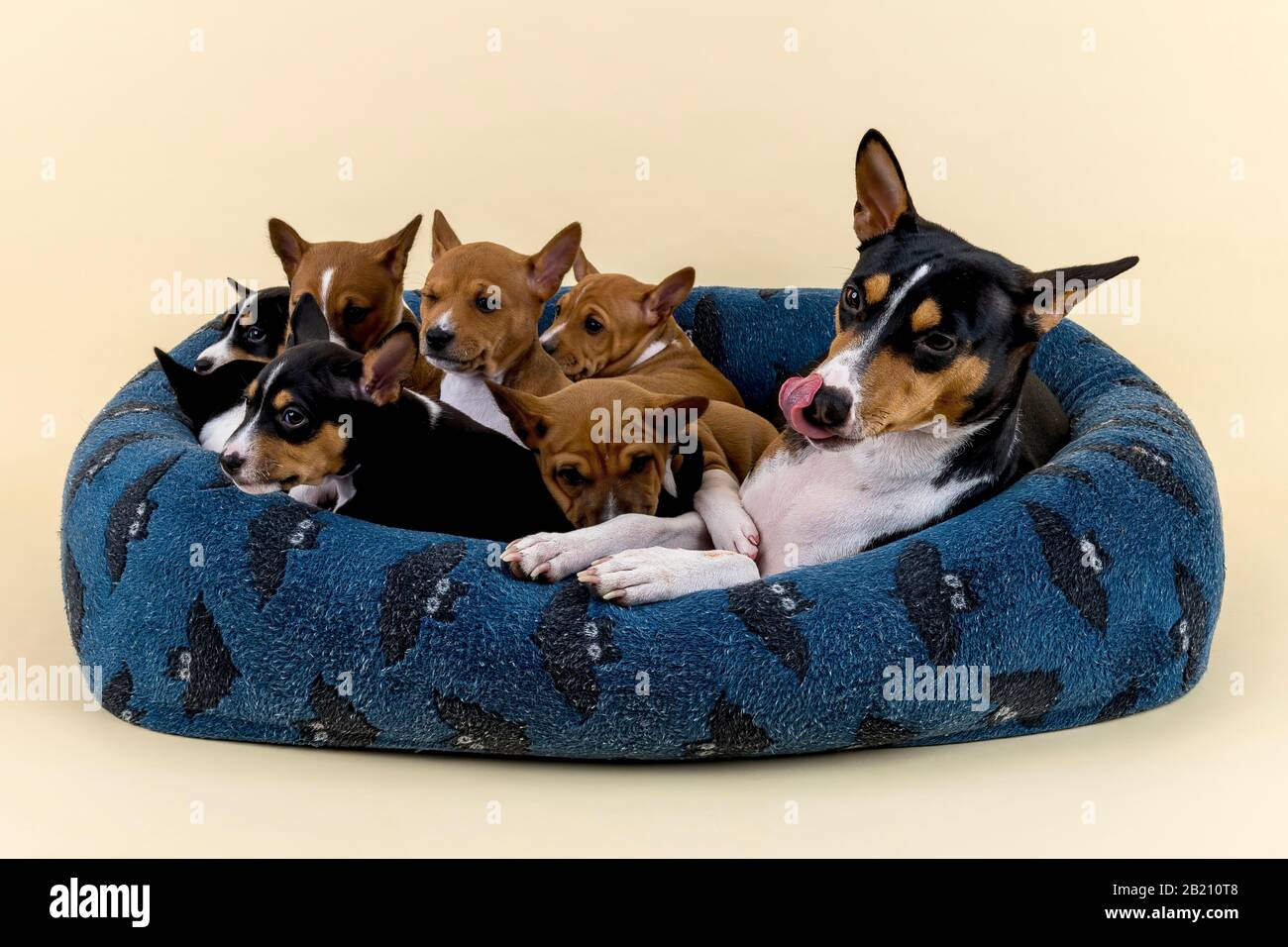 Basenji or Congo Terrier (Canis lupus familiaris), adult animal with puppies, lying in dog bed, studio shot, light background, Austria Stock Photo