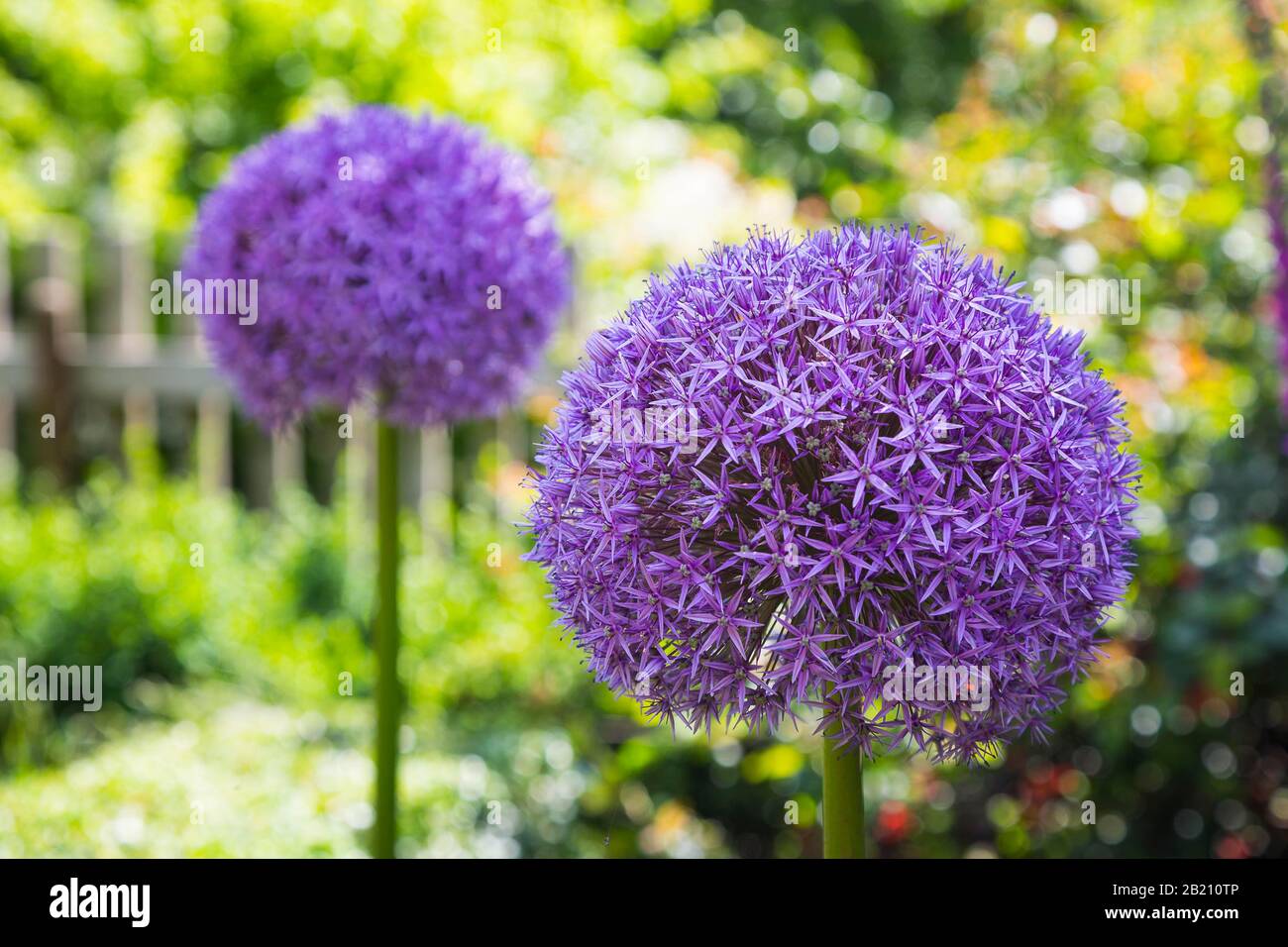 Giant Onion (Allium giganteum), 2 flowers in the garden, Saxony, Germany Stock Photo Alamy