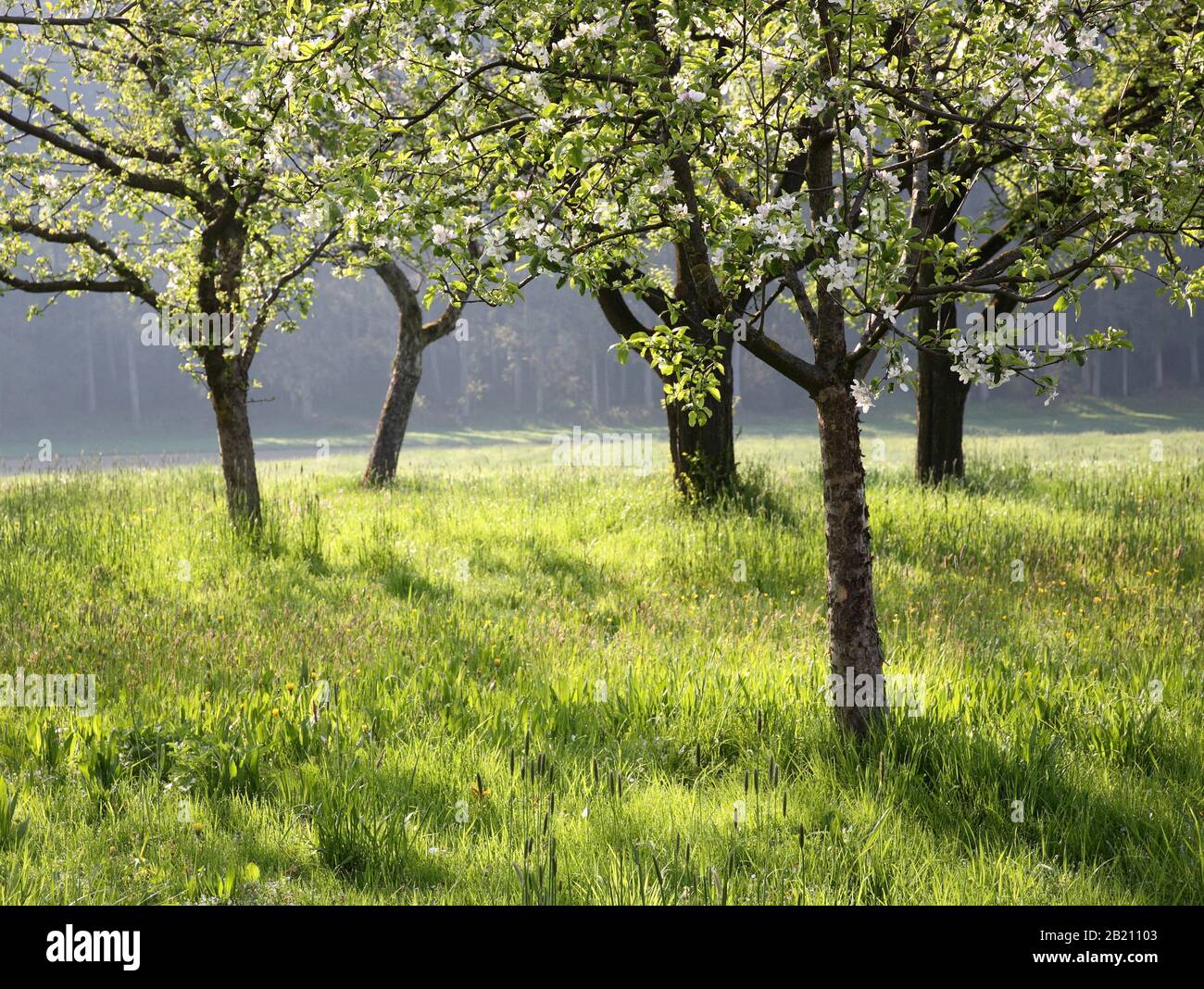 Orchard meadow in morning light, spring, fruit tree blossom, Upper Bavaria, Bavaria, Germany Stock Photo