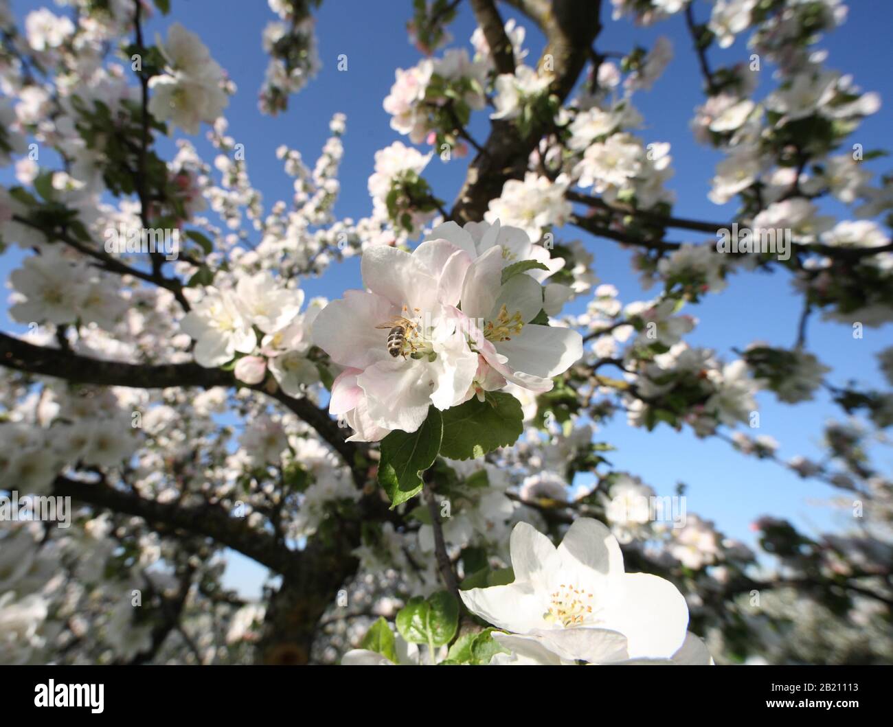 Apple blossom with honey bee (Apis mellifera), Upper Bavaria, Bavaria ...