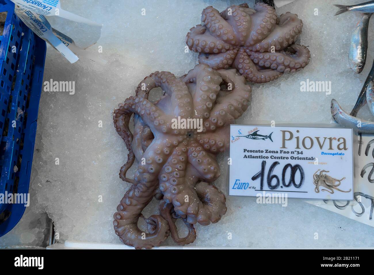Fresh octopus (pulpo) on ice, fish market, Venice, Veneto, Italy Stock Photo