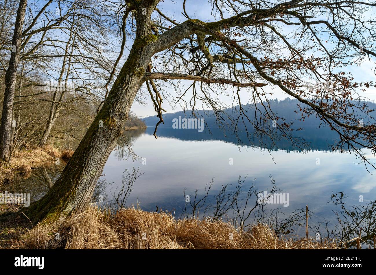 Old tree on the shore of Mindelsee, Radolfzell, County of Constance, Baden-Wuerttemberg, Germany Stock Photo