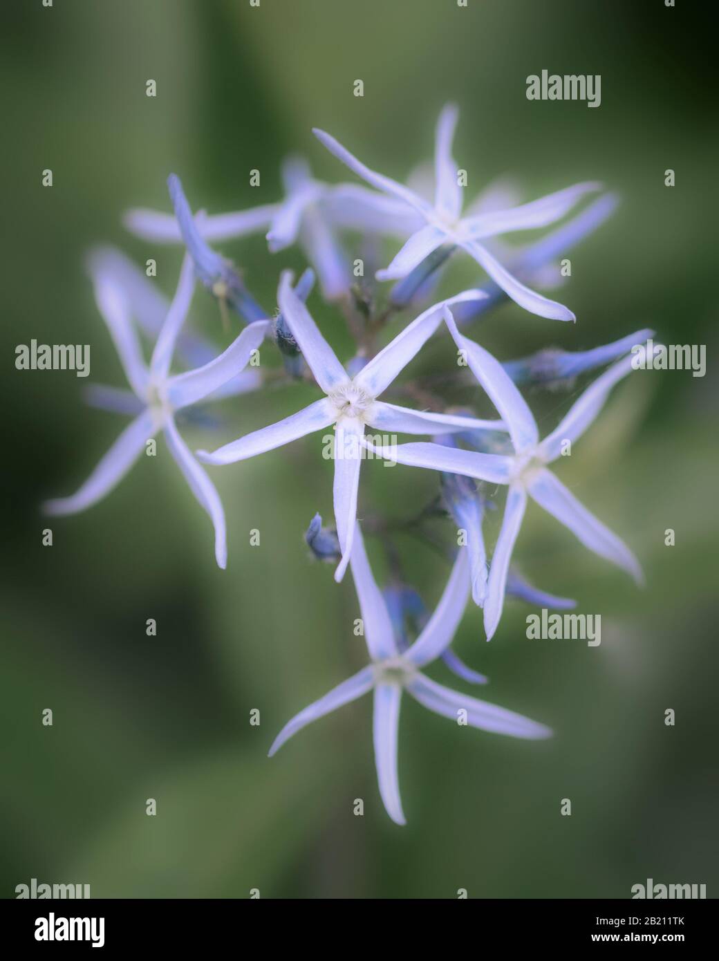 Eastern blue star flower head close up Stock Photo