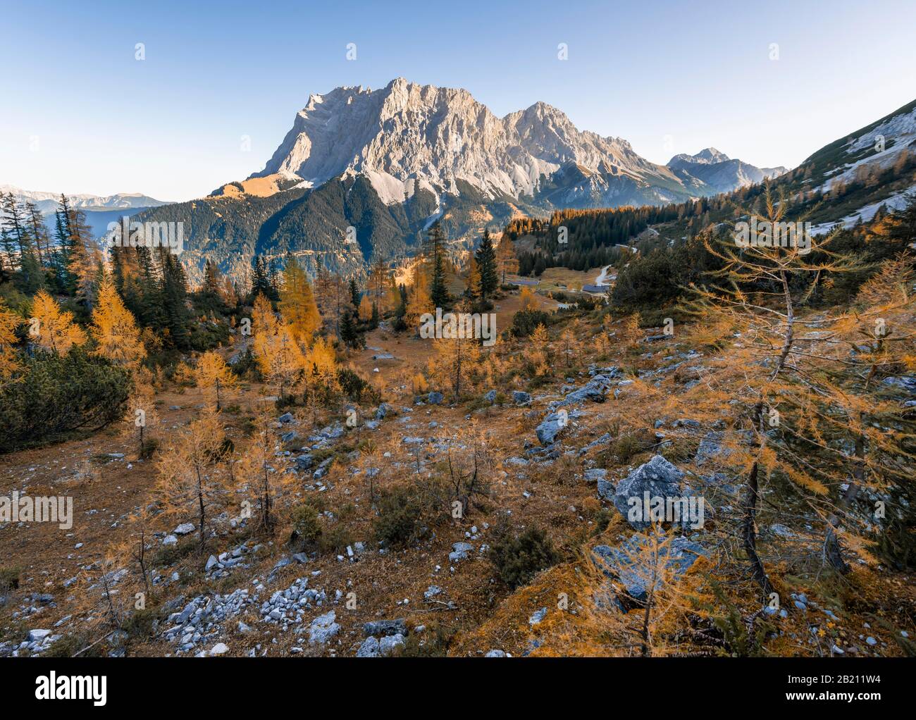 View of the Zugspitze, autumn colouring with yellow larches, Ehrwald, Wetterstein range, Tyrol, Austria Stock Photo