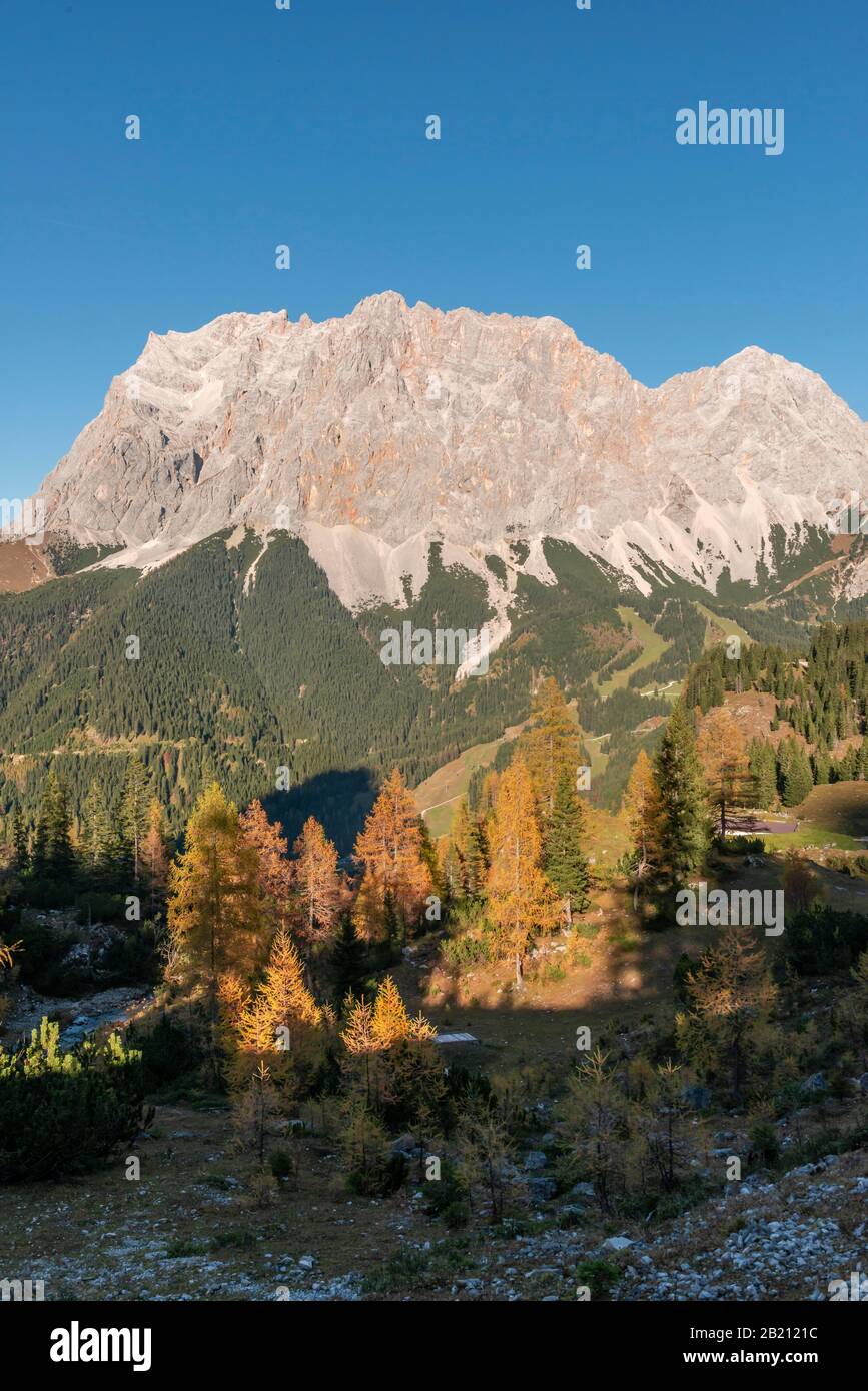 View of the Zugspitze, autumn colouring with yellow larches, Wetterstein range, Ehrwald, Tyrol, Austria Stock Photo
