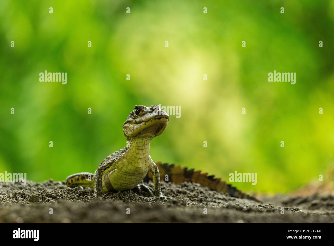 A young Spectacled Caiman (Caiman crocodilus) in Costa Rica Stock Photo