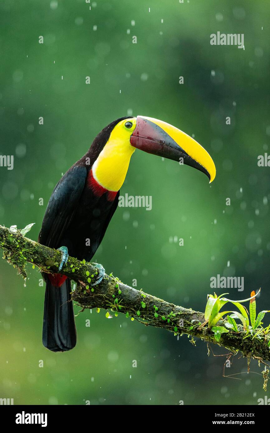 Yellow-throated toucan (Ramphastos ambiguus) in the rainforest of Costa Rica Stock Photo