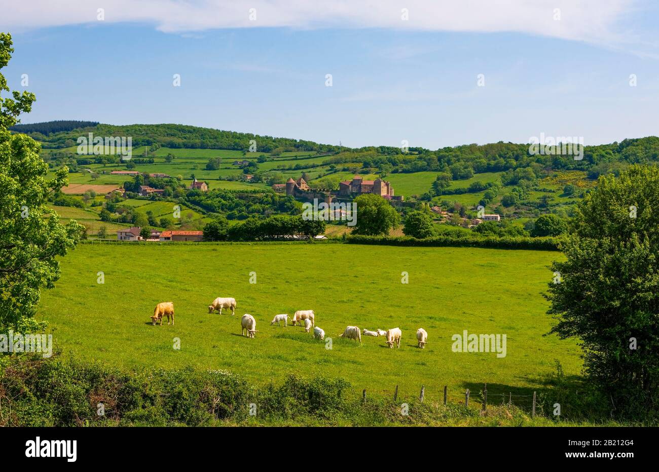 Cattle herd in front of the castle, Berze Castle or fortress of Berze le Chatel, Berze le Chatel village, Saone et Loire department, Burgundy, France Stock Photo