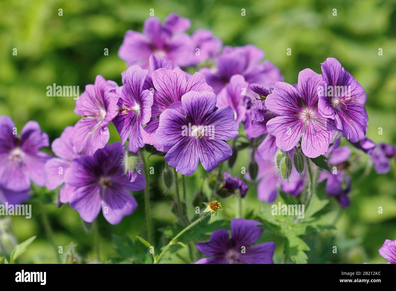 Cranesbill (Geranium) purple flowers, close up, Germany Stock Photo Alamy