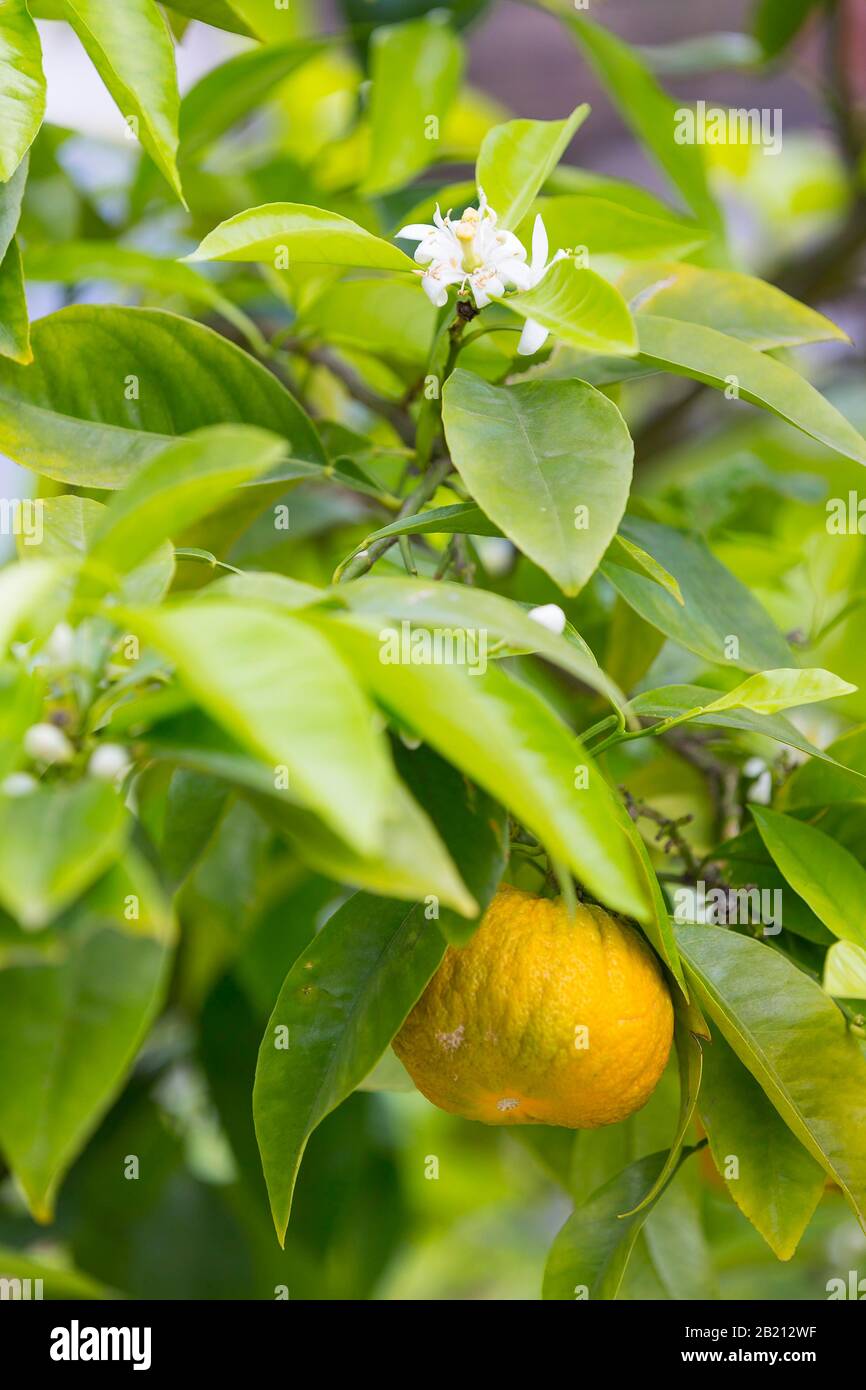 Mandarin orange (Citrus reticulata), branch with flowers and growing fruit, Saxony, Germany Stock Photo