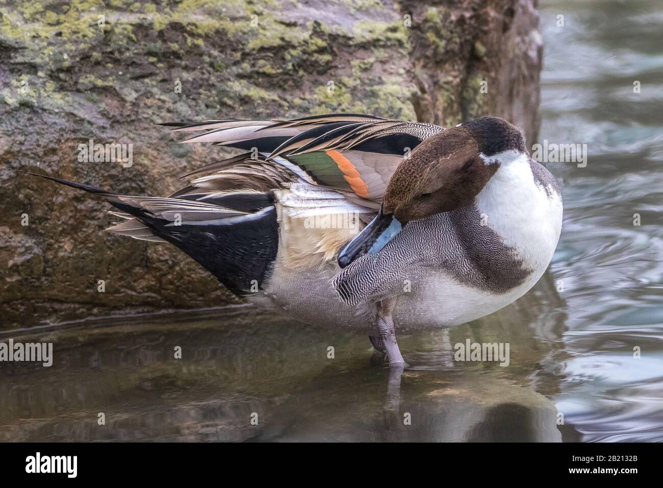 Smoothing animal hi-res stock photography and images - Alamy