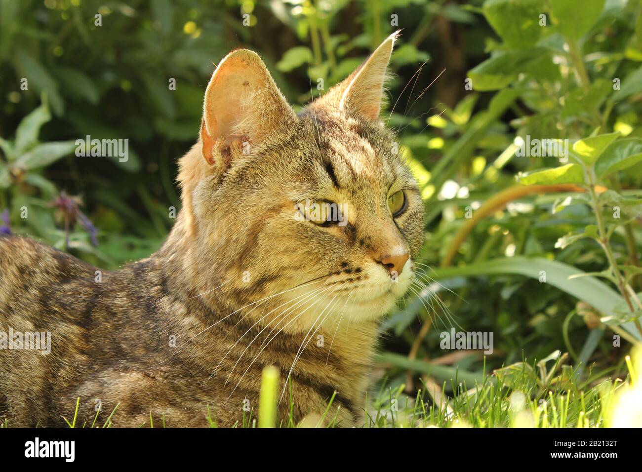 a beautiful cat with green eyes and pricked up ears portrait in a green garden in springtime Stock Photo