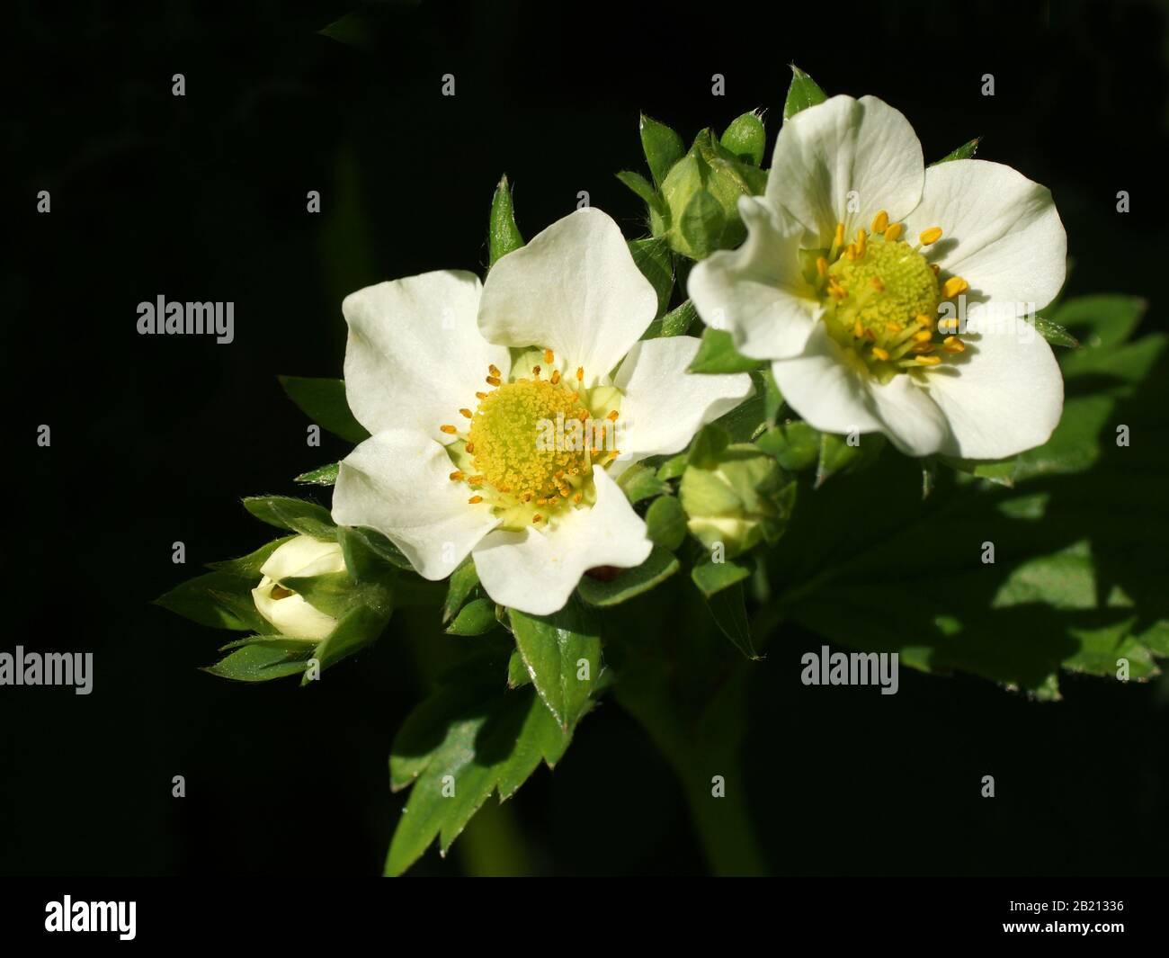 Strawberry flowers in the garden outdoors Stock Photo - Alamy