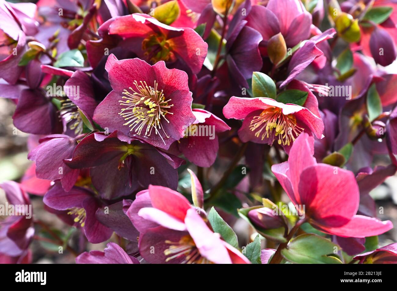 Hellebore Ice N Roses Red in flower in early spring. Stock Photo