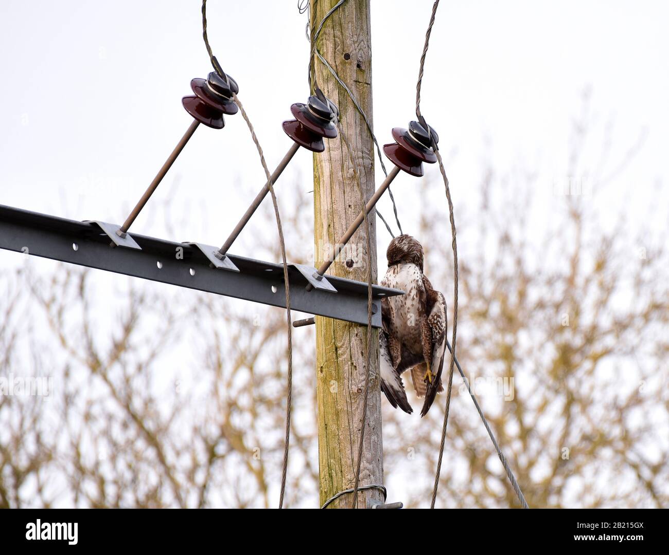 A dead Buzzard killed on electricity pole on the edge of the Lodge Field Stock Photo