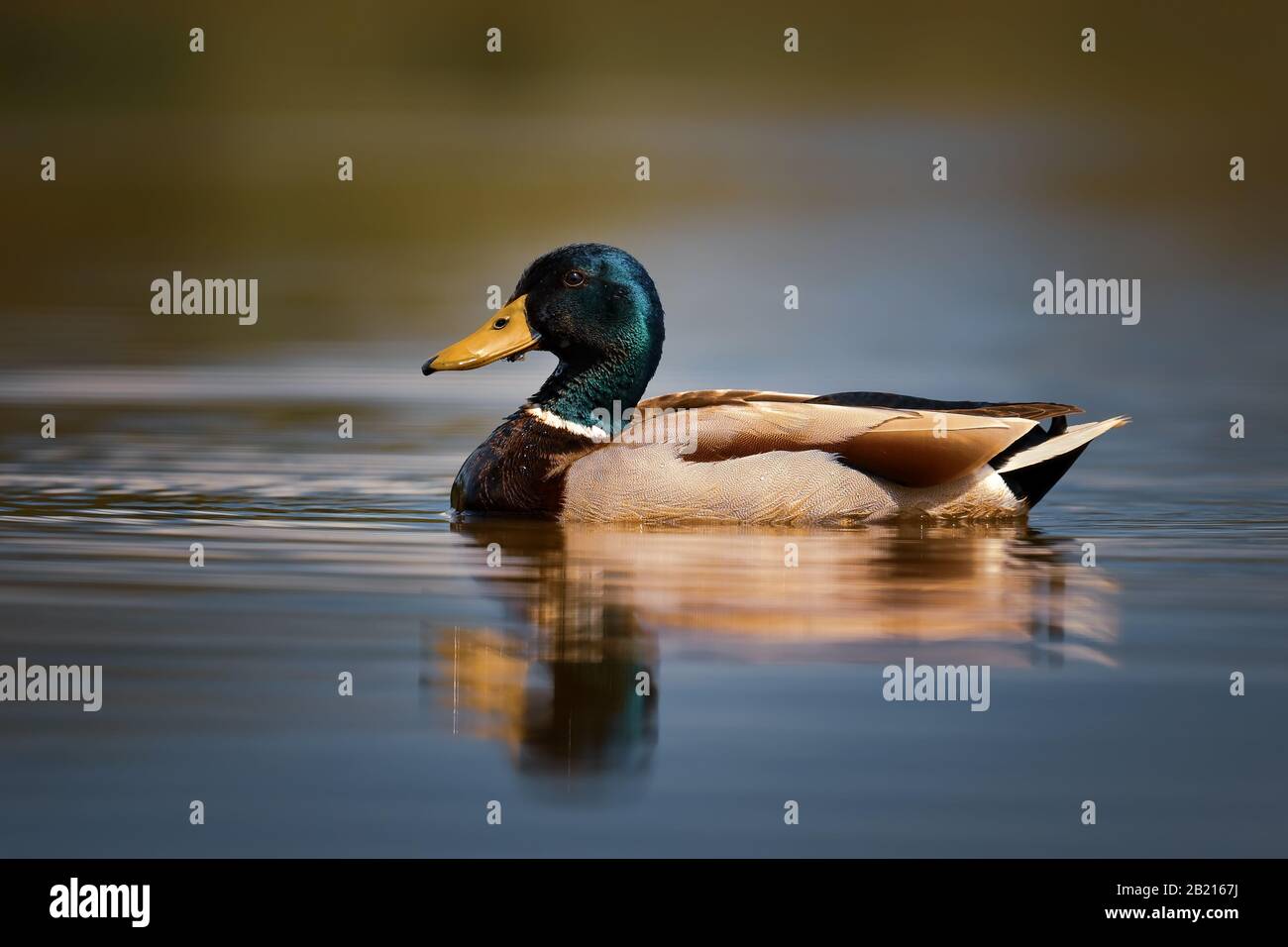 Mallard duck - Anas platyrhynchos, common water bird from European rivers and lakes, Hortobagy National Park, Hungary. Stock Photo