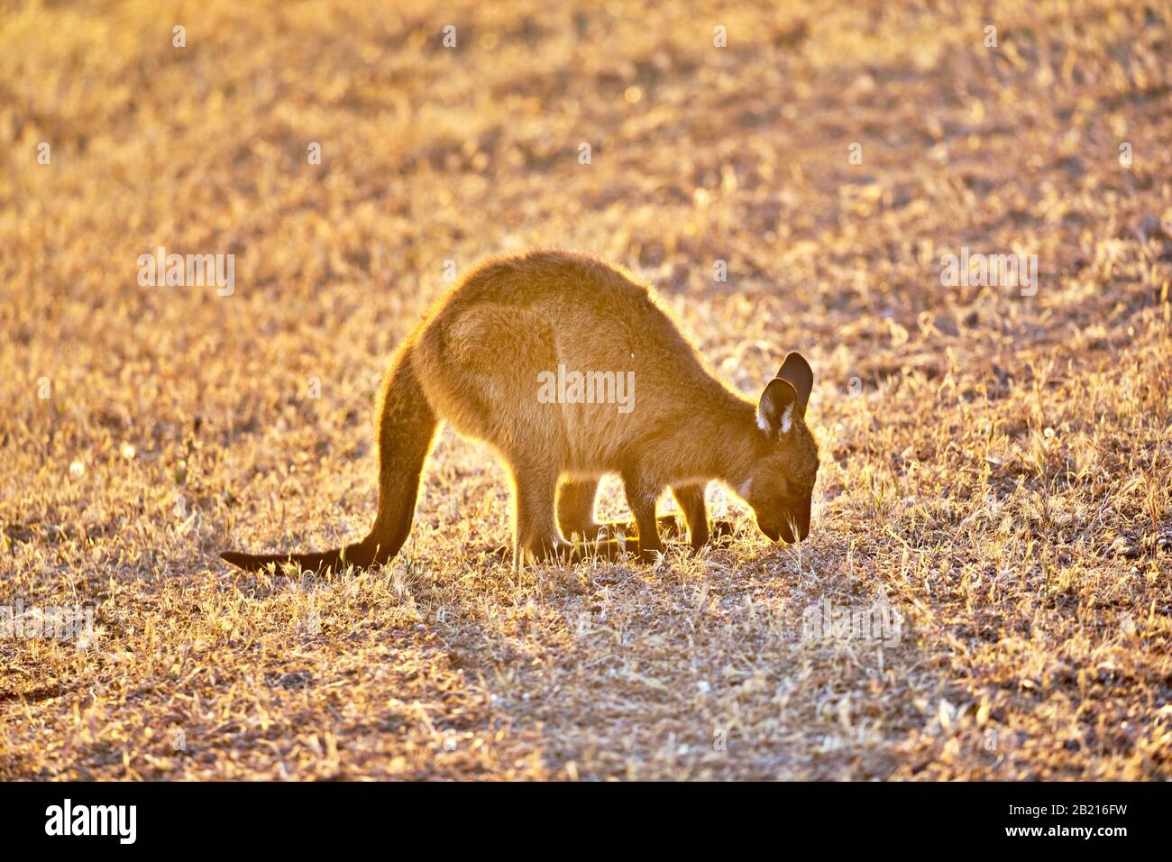 Baby Kangaroo eating Stock Photo Alamy