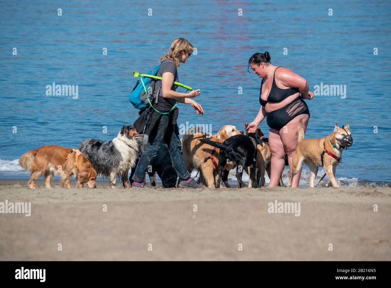 Two women walk groups of dogs at Crissy Field in San Francisco, CA