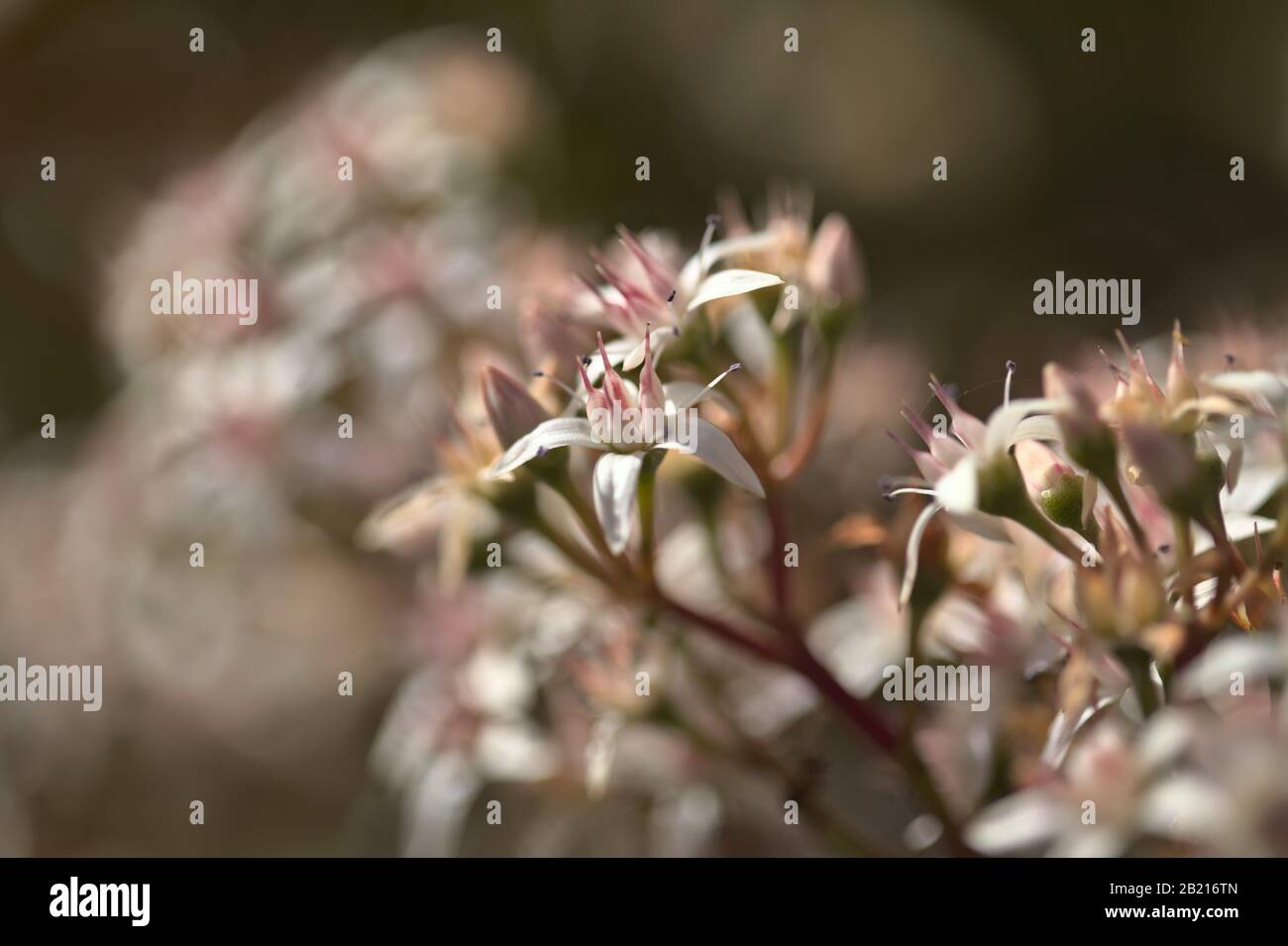 flowers of Crassula ovata, money tree Stock Photo