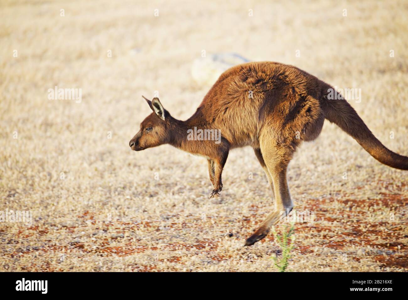 single kangaroo jumping from right to left Stock Photo - Alamy