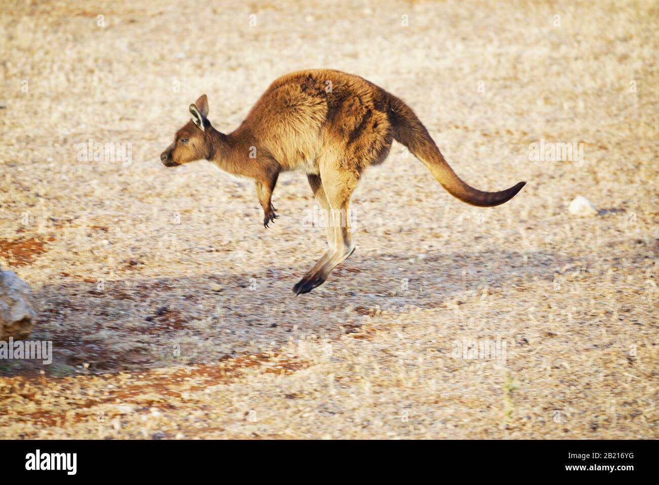 Single Kangaroo Jumping From Right To Left Stock Photo Alamy