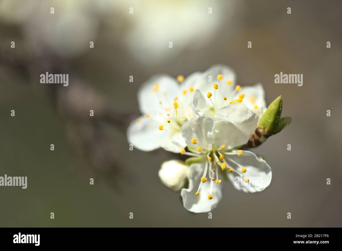 seasonal blossom, plum tree branches Stock Photo Alamy