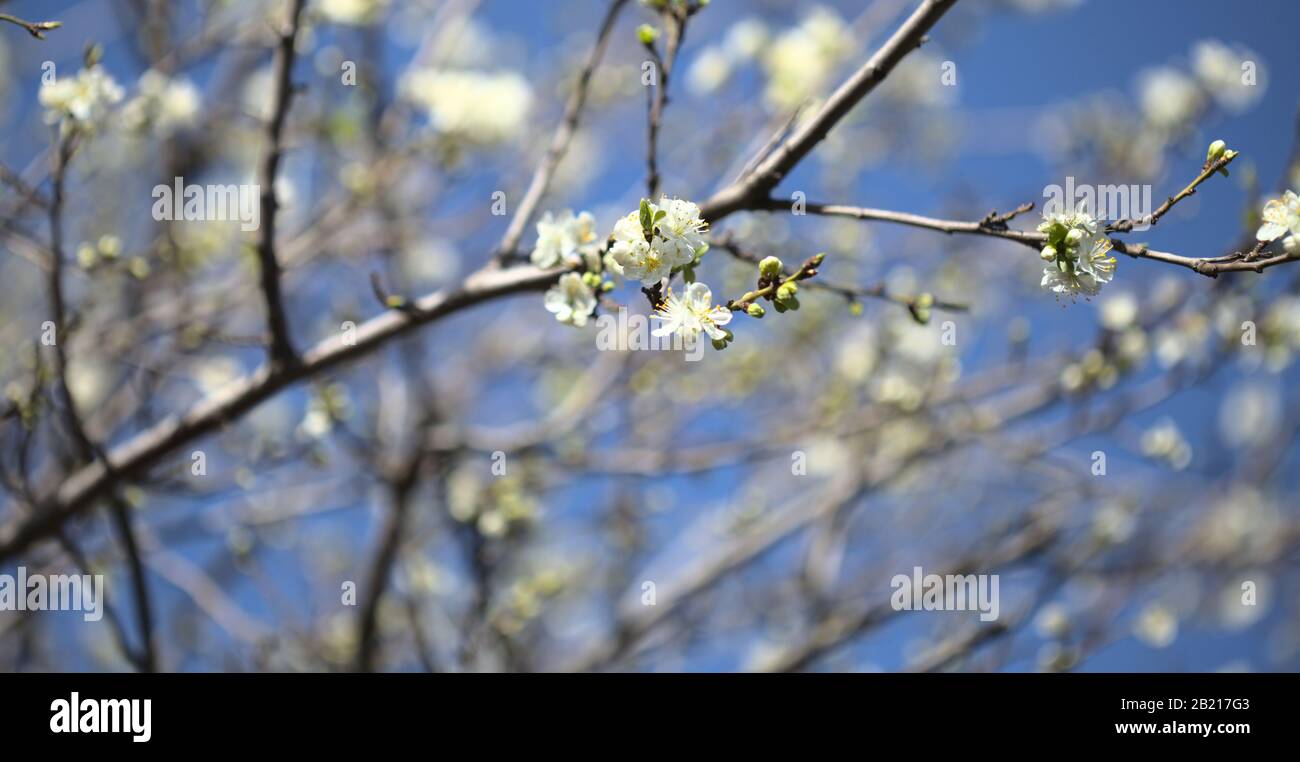 seasonal blossom, plum tree branches Stock Photo Alamy