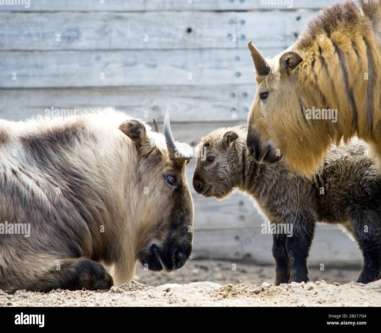 takin family poses together close up at a local zoo Stock Photo