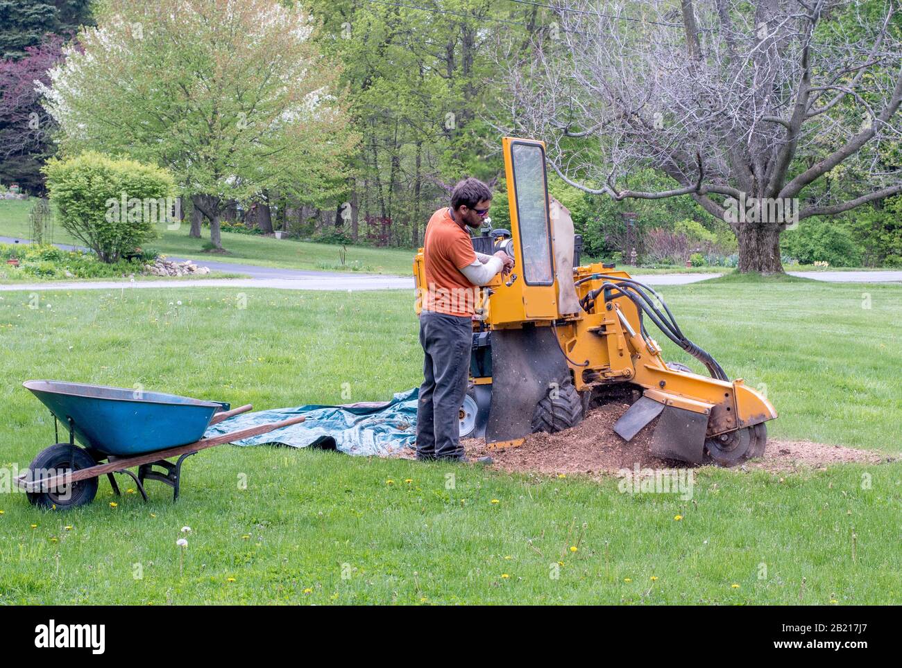 stump grinder and worker chip up a tree stump in a clients yard Stock Photo