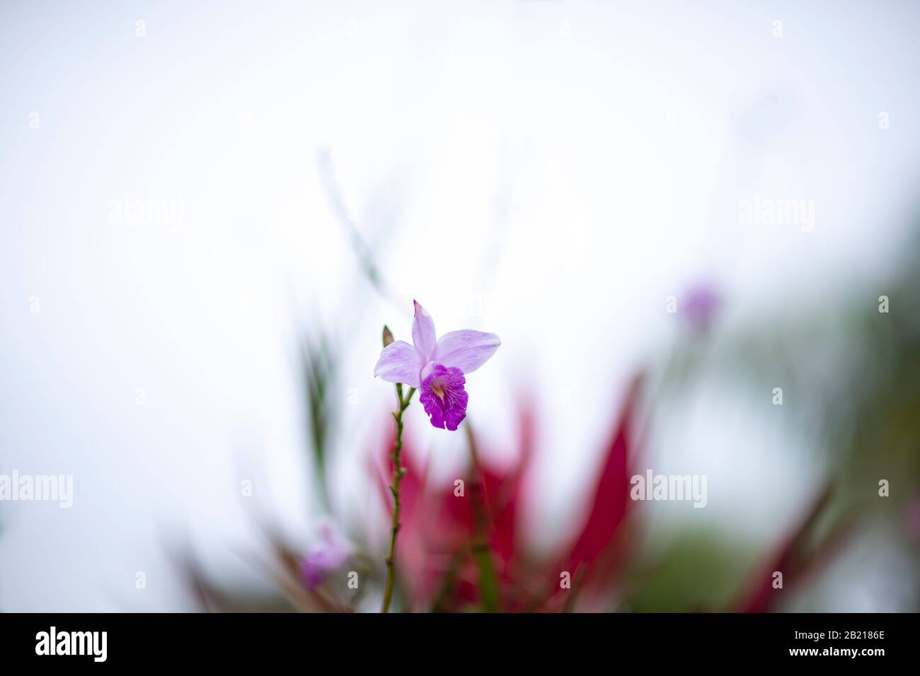 Purple flower with blurred background Stock Photo - Alamy