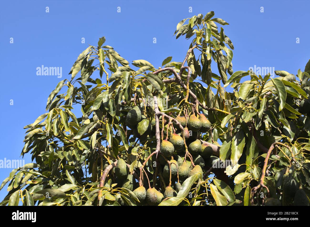 Growing dark green avocado pears, important produce of Gran Canaria Stock Photo