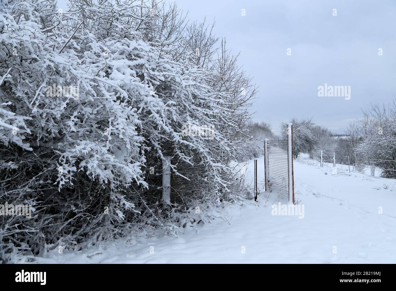 Winter landscape with trees covered in white snow Stock Photo - Alamy
