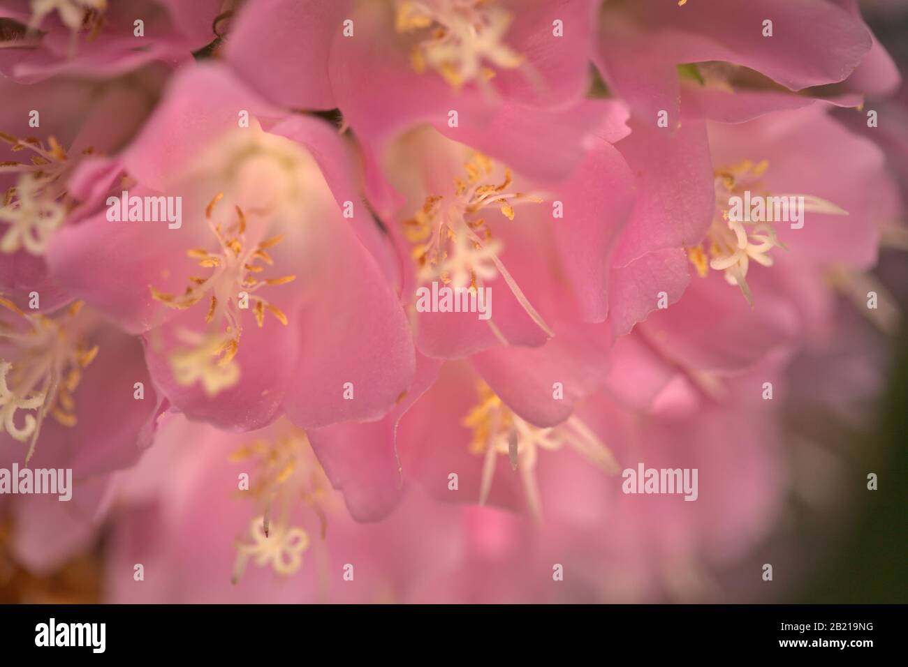 Dombeya wallichii, pink ball tree in bloom Stock Photo