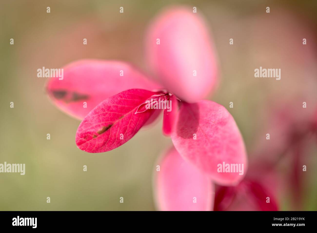 Breynia disticha pink variegated foliage Stock Photo