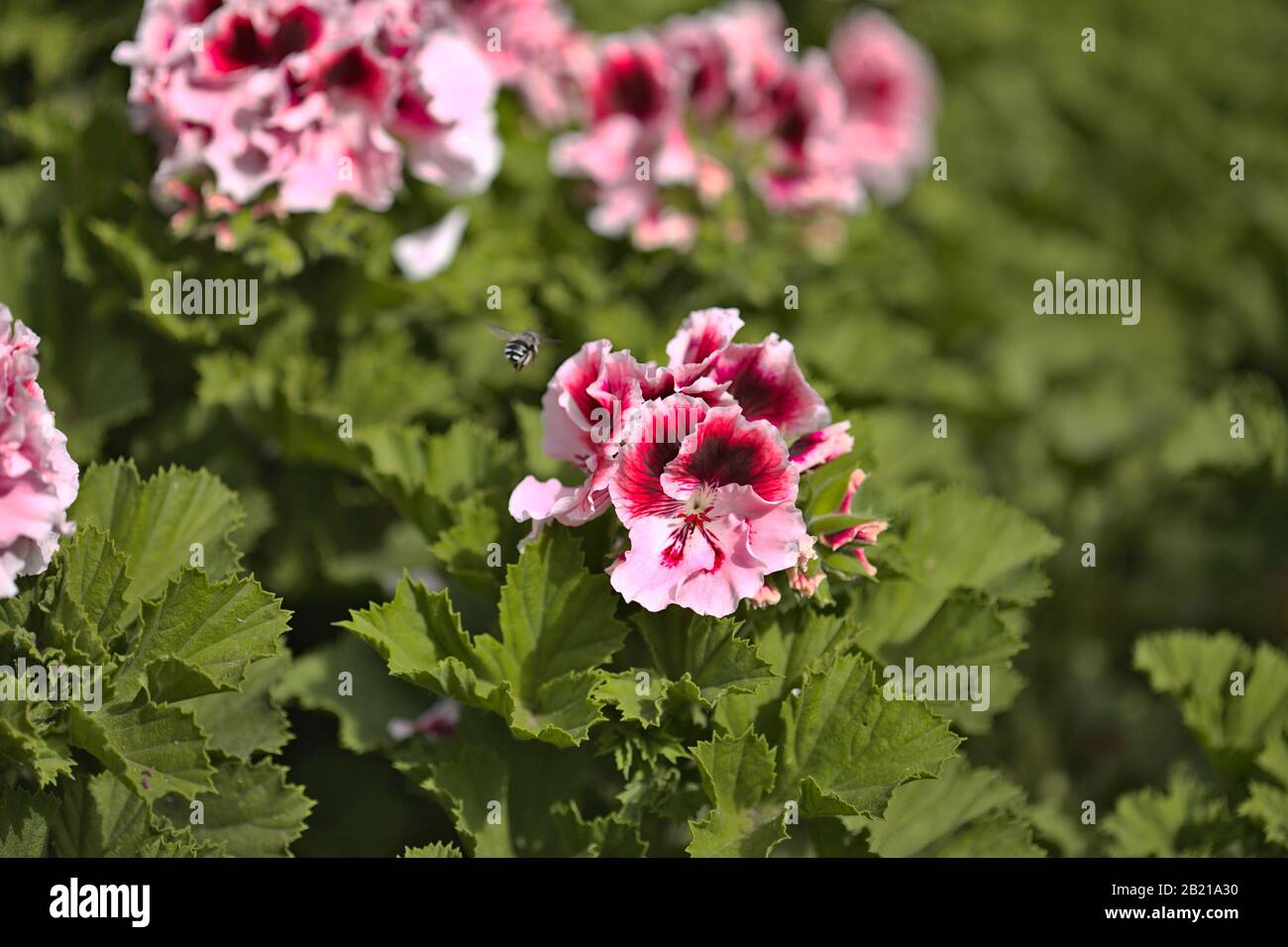 Garden background with flowering pink geranium Stock Photo - Alamy