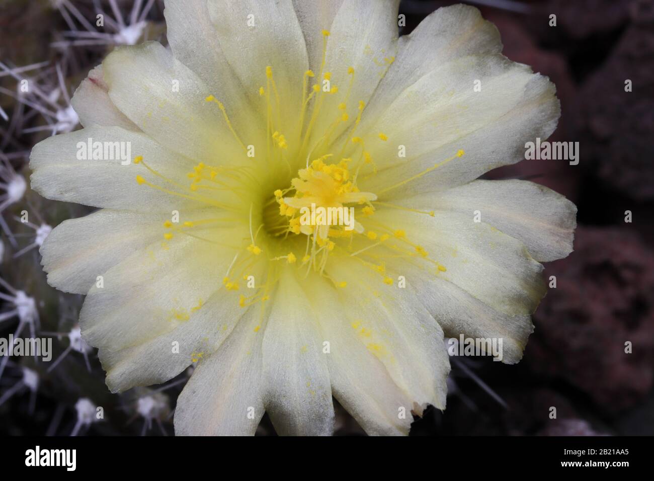 Copiapoa humilis is a very small, low growing cactus with roots like turnips, sometime solitary but usually clumping at the base. Stock Photo