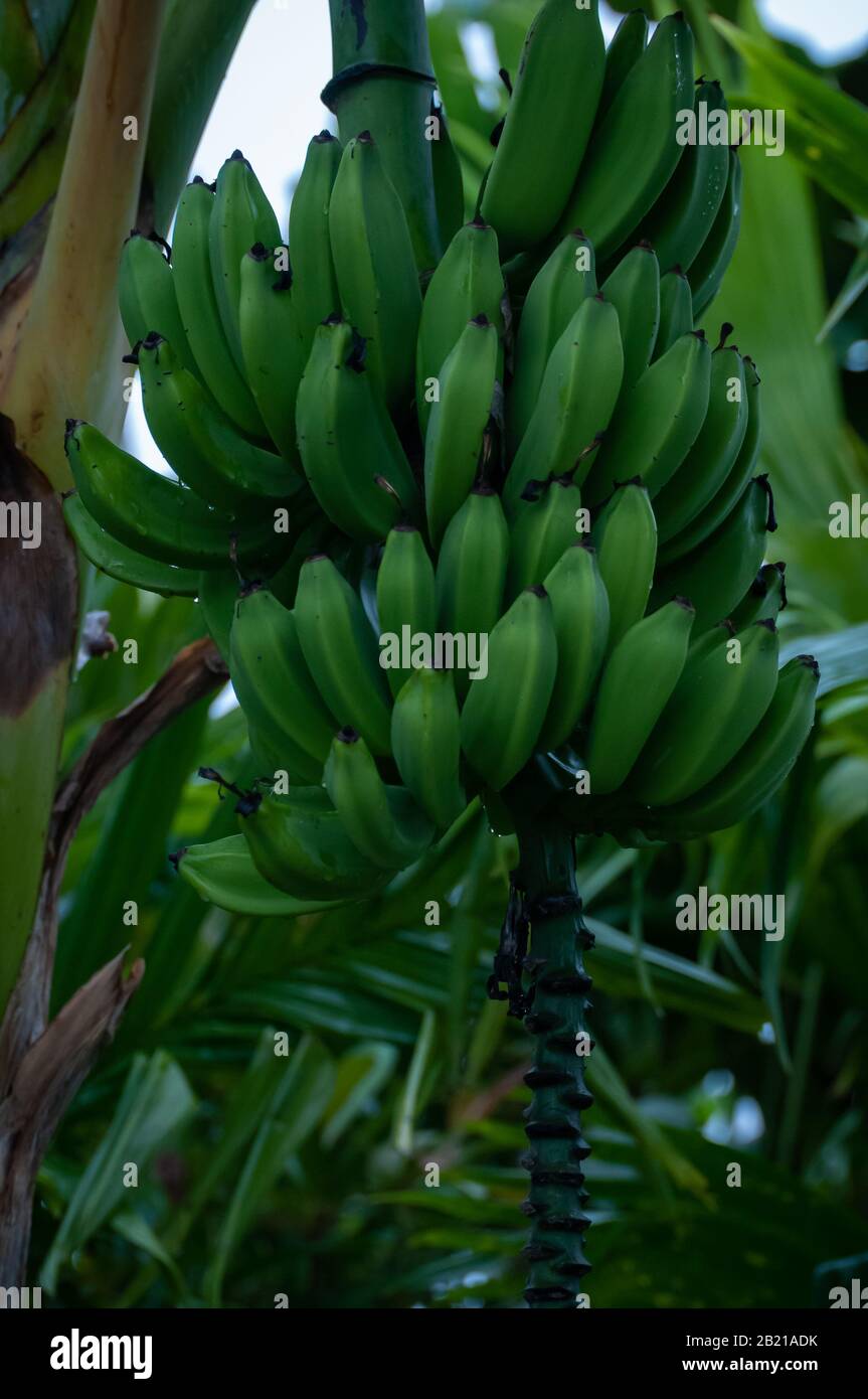 Banana plant bearing fruit, Costa Rica Stock Photo