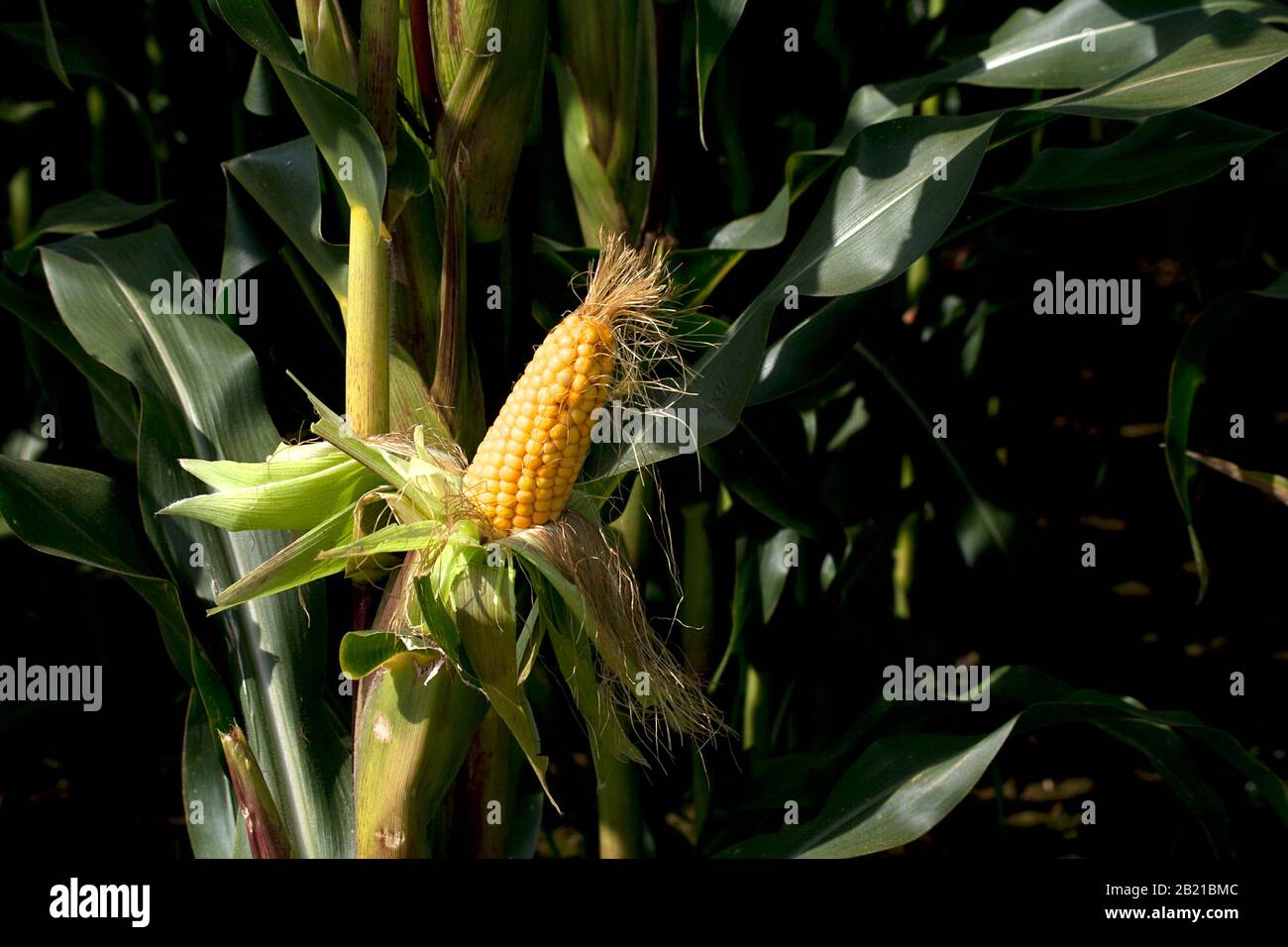 Growing Corn Plants High Resolution Stock Photography and Images - Alamy