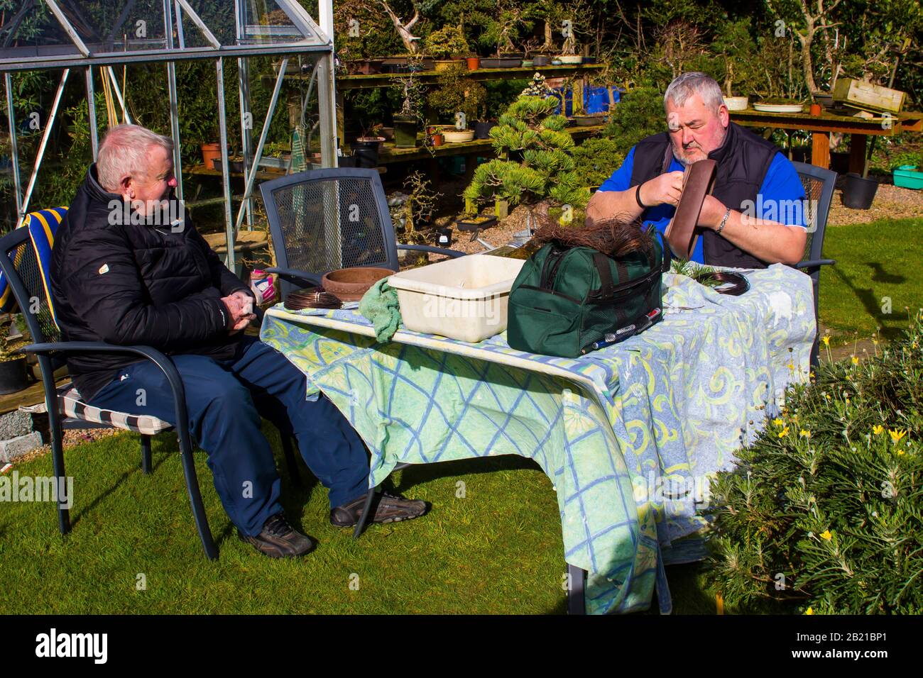 19 March 2017 Robert Porch a Scottish bonsai Artist repotting a tall Japanese White Pine bonsai tree in Bangor County Down Northern Ireland Stock Photo