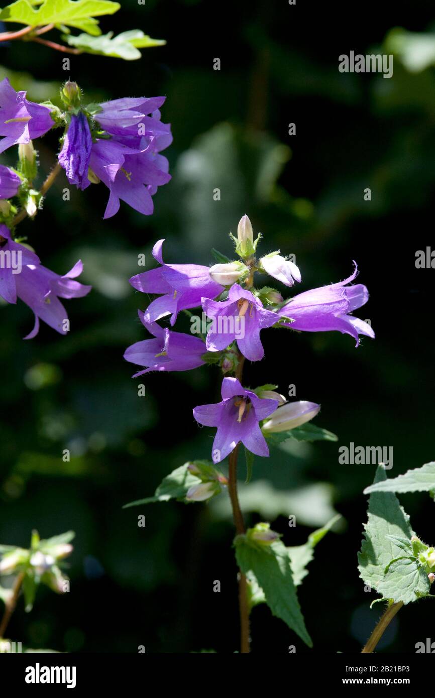 field bellflower - Campanula rapunculoides Stock Photo