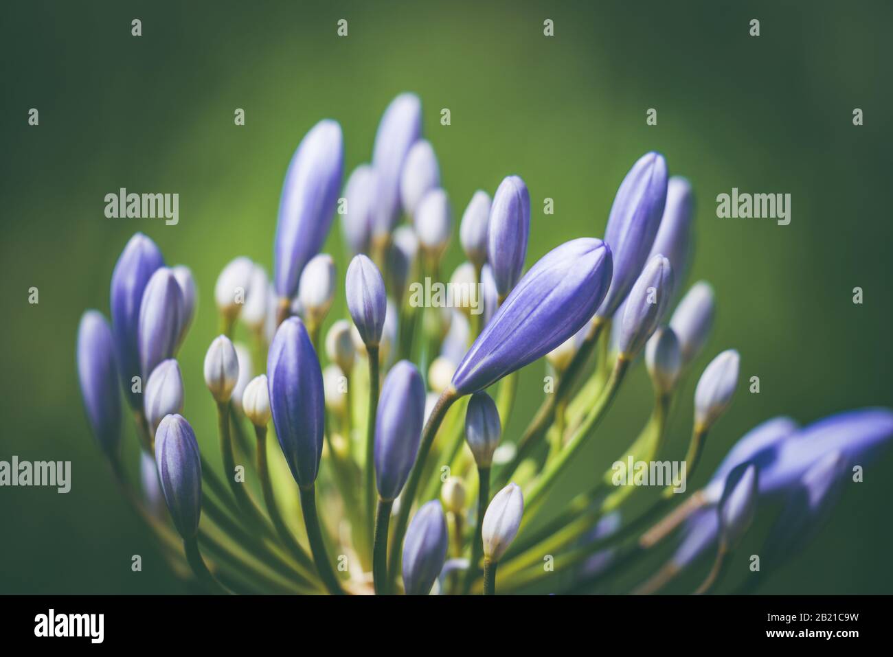 Prebloom flower of African lily also known as Agapanthus bressingham