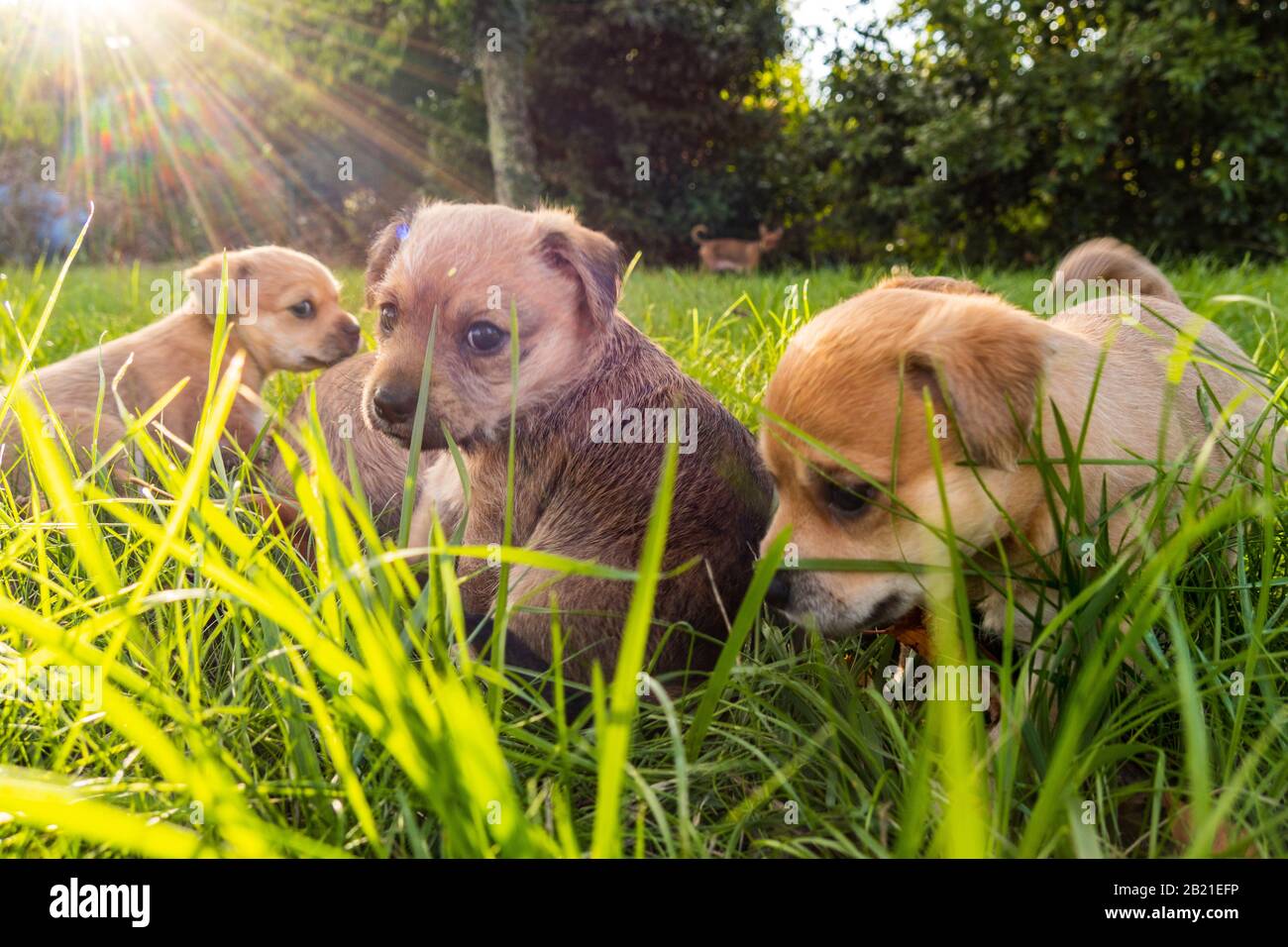 Photo inspiration: Visual Reference: Puppies Playing In The Green Grass Stock Photo
