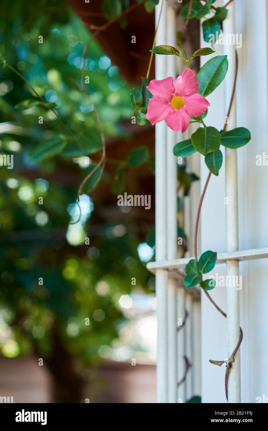 Beautiful pink Campsis Radicans flower, plant climbing on window of house. Stock Photo