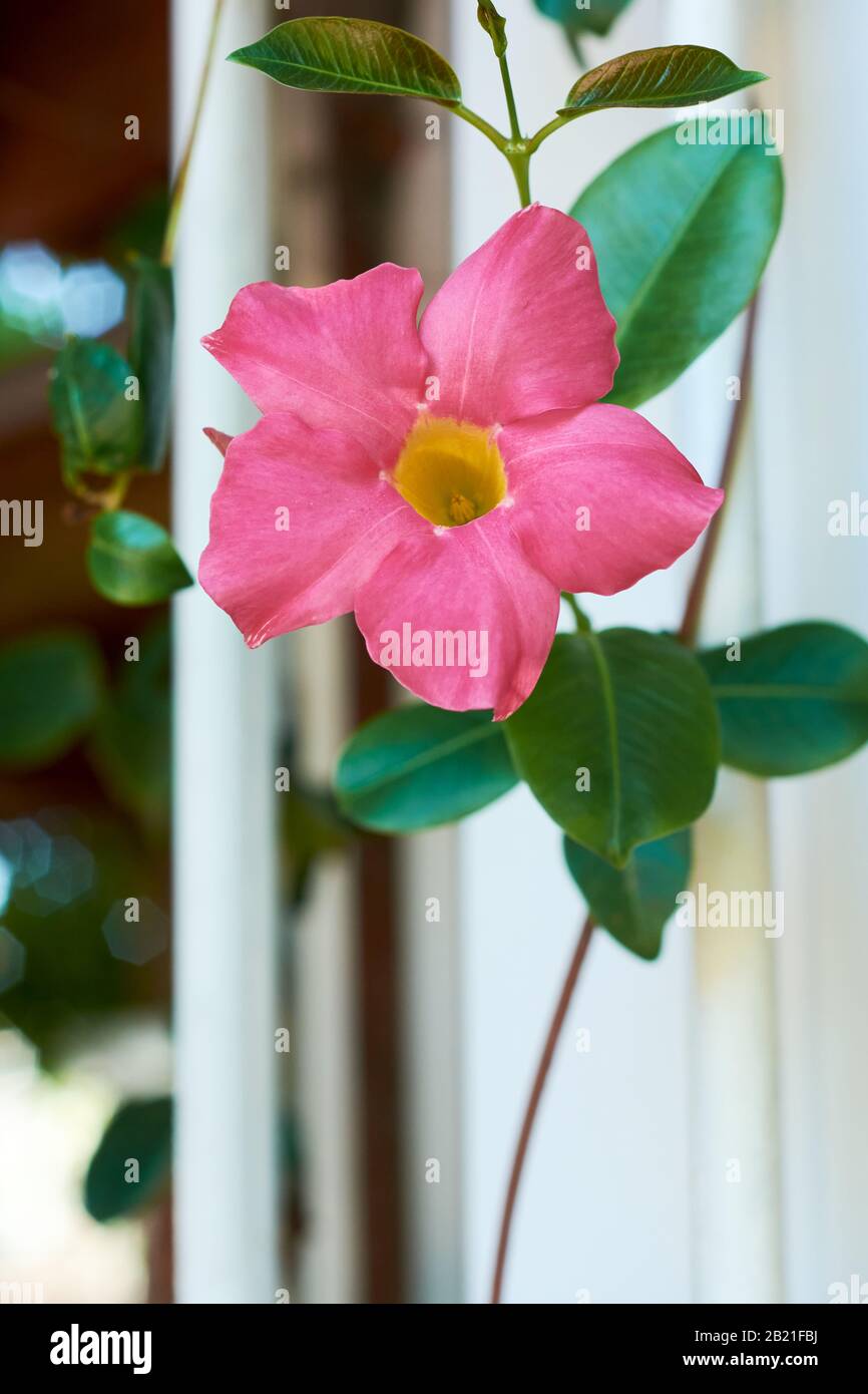 Closeup of beautiful pink Campsis Radicans flower, plant climbing on window of house. Stock Photo